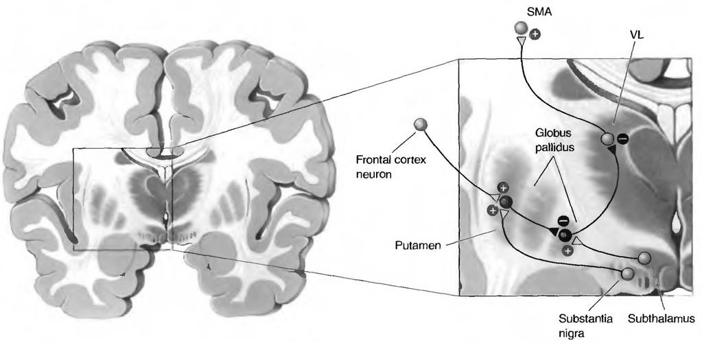 OS GANGLIOS DA BASE Planejamento (5/4) Ativação cortical (1) excitam os neurônios