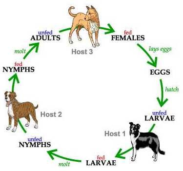 Figura 7 Ciclo carrapato. Fonte: Universityof Florida O ciclo de vida do carrapato possui 4 fases: ovo, larva, ninfa e adulto. No cão podemos ver as fases jovens (larva e ninfa) e adultas.