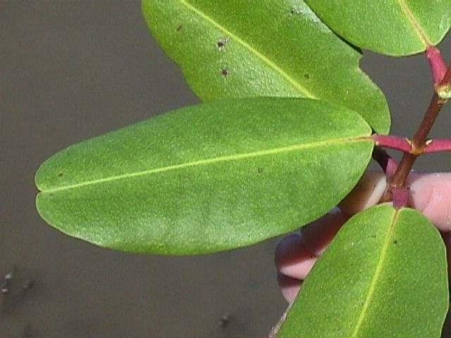 Figura 2.16: Folhas do mangue-branco (Laguncularia racemosa).