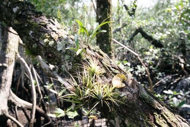 Figura 2.30: Epífitas (orquídeas e bromélias) sobre o tronco das árvores de manguezal.