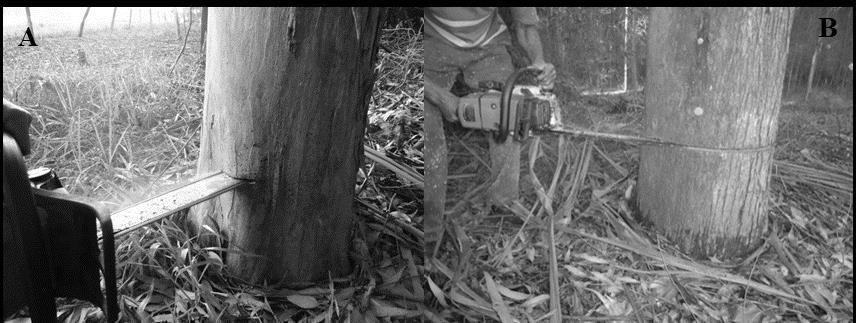 Tabela 1. Tratamentos aplicados por cada repetição de toras. Table 1. Treatments applied by each logs repetition.