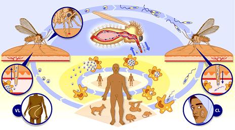 27 Figura 5 Imagem esquemática do ciclo de vida das espécies do gênero Leishmania. (Fonte: WHO, 2004). 1.