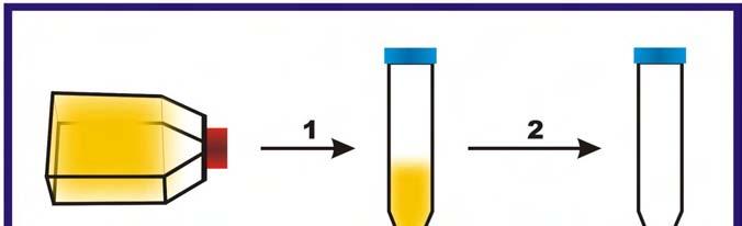 62 Figura 12 Esquema demonstrativo da etapa de isolamento de amastigotas extracelulares pelo método de filtragem com lã de vidro, onde 1) Lavagem da garrafa de cultivo celular; 2)