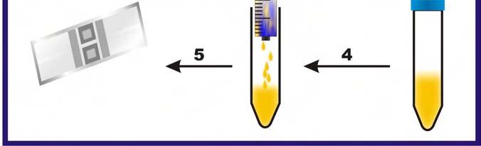Ressuspensão do pellet; 4) Filtragem em seringa com lã de vidro; 5) Contagem de células em câmara hermocinética de Neubauer. 3.