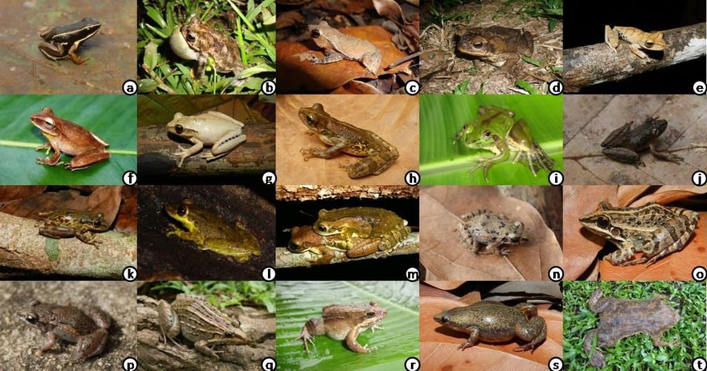 acessíveis (chão, troncos caídos, vegetação, serrapilheira), visando a localização dos anuros em atividade ou em possíveis locais de abrigo (CRUMP; SCOTT, 1994; BLOMBERG; SHINE, 1996).