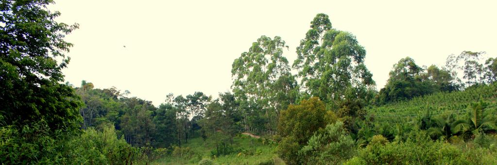 20 Figura 5 - Vista geral da margem direita do açude, com destaque em amarelo ao transecto percorrido no ambiente aberto ocupado pela vegetação campestre antrópica.