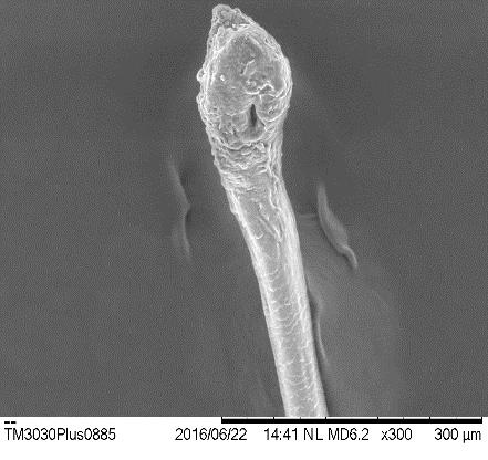 Figura 3: Microscopia eletrônica de varredura de materiais estranhos encontrados nas feiras 2, 3 e 4 respectivamente. A) mosquito, B) pelo e C) asa de artrópode Fonte: autoria própria, 2016.