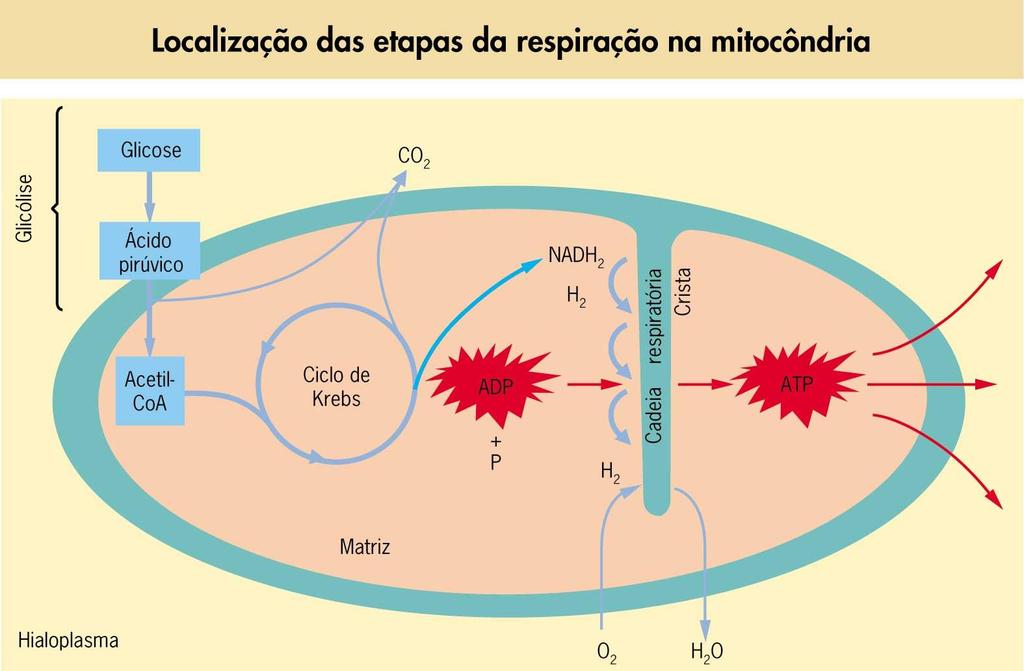 Citosol