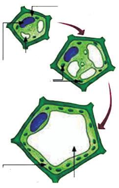 Histologia HISOLOGIA VEGEAL É o estudo dos tecidos vegetais. Comparação entre células vegetais jovens e adultas. Classificação dos tecidos vegetais: I.