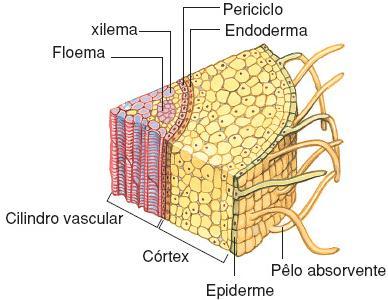 Estrutura interna da raiz Raiz - Crescimento primário Monocotiledôneas I) Epiderme o Camada única de células periféricas o Possui os pêlos absorventes o Aumentam a superfície de contato o Absorção de