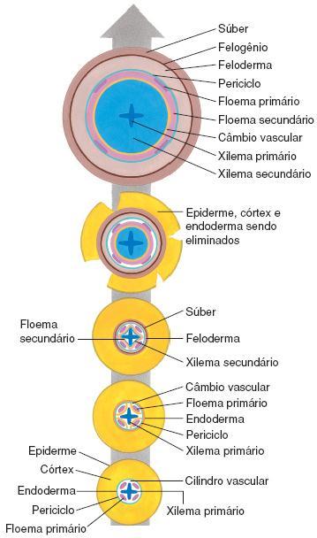 Raiz - Crescimento secundário Dicotiledôneas e Gimnospermas Câmbio vascular (meristema