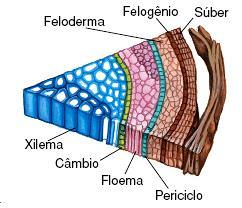 (meristema secundário) Forma súber (cortiça) para fora (tecido morto) Forma feloderme para