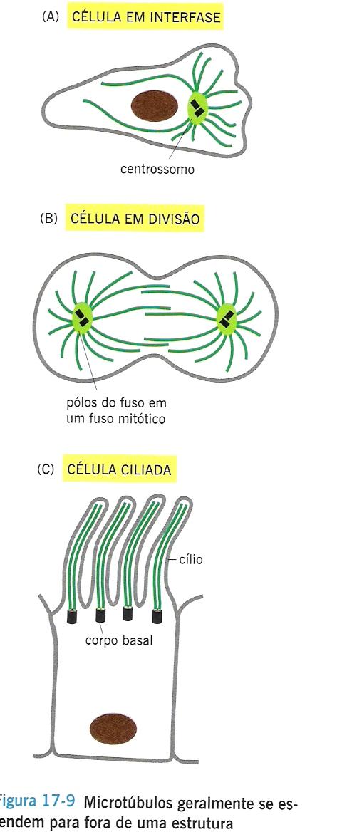 Microtúbulos Papel essencial na organização das céls.