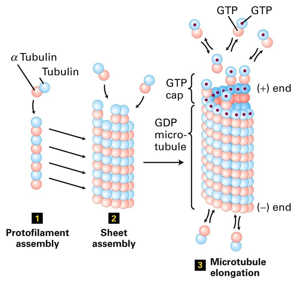 Estágios na montagem dos microtúbulos Tubulina α Tubulina β Extremidade (+) Há