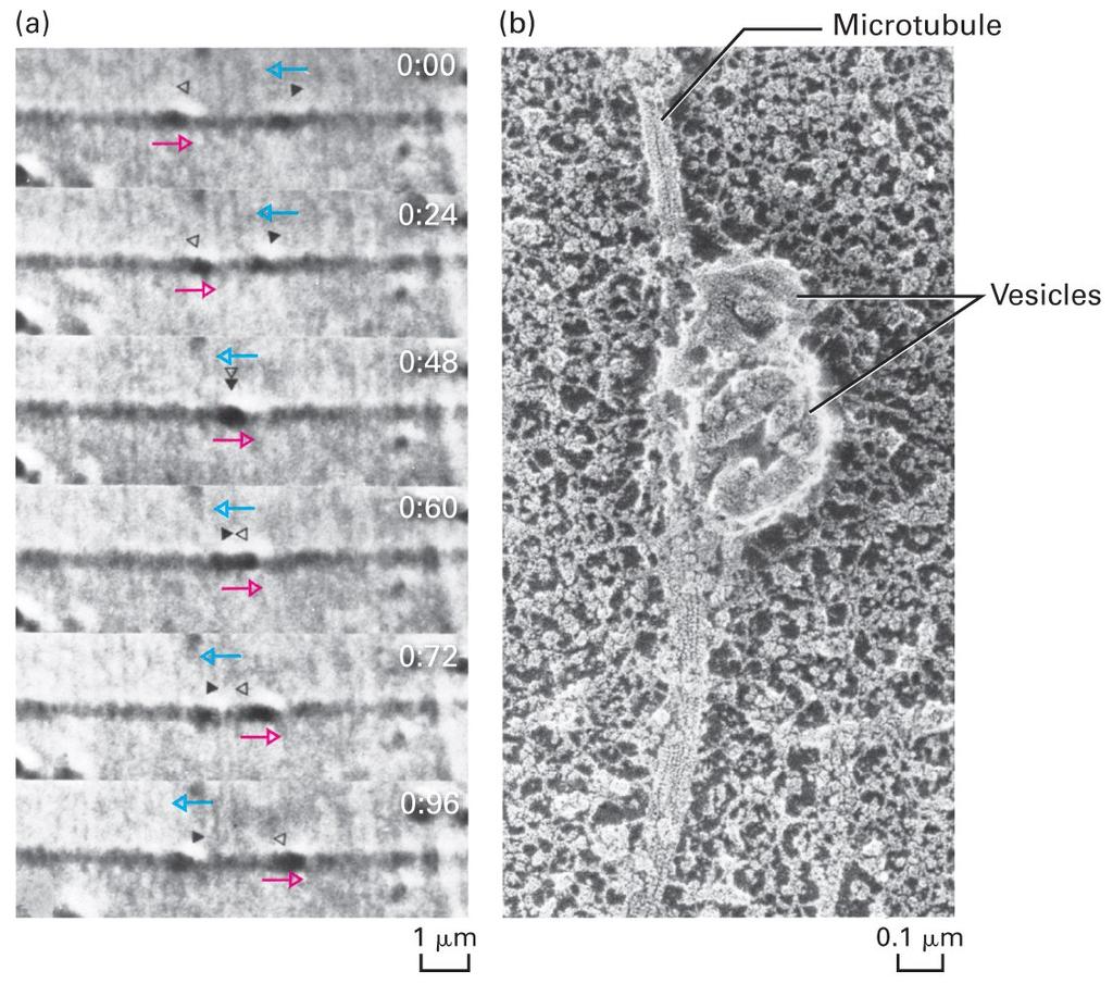 Os microtúbulos organizam a célula Contribuem para a polarização das células animais; Auxiliam
