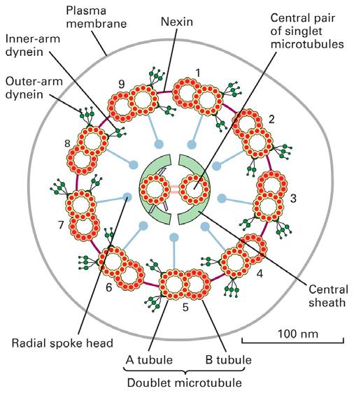 Cílios e flagelos Microtúbulos