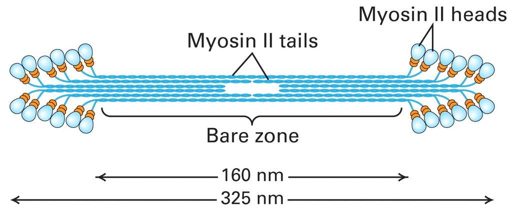 Miosina II: associação pelo domínio cauda