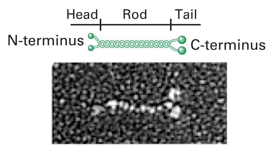 Estrutura das proteínas que formam os filamentos intermediários cabeça bastão cauda N-terminal
