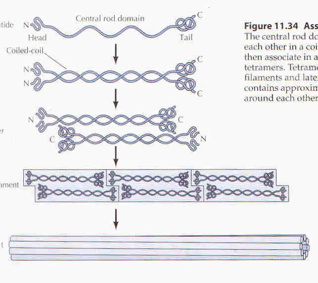 Filamentos intermediários polipeptídeo dímero tetrâmero protofilamento filamento Em contraste com filamentos de actina e microtubulos, os filamentos intermediários não estão envolvidos diretamente na