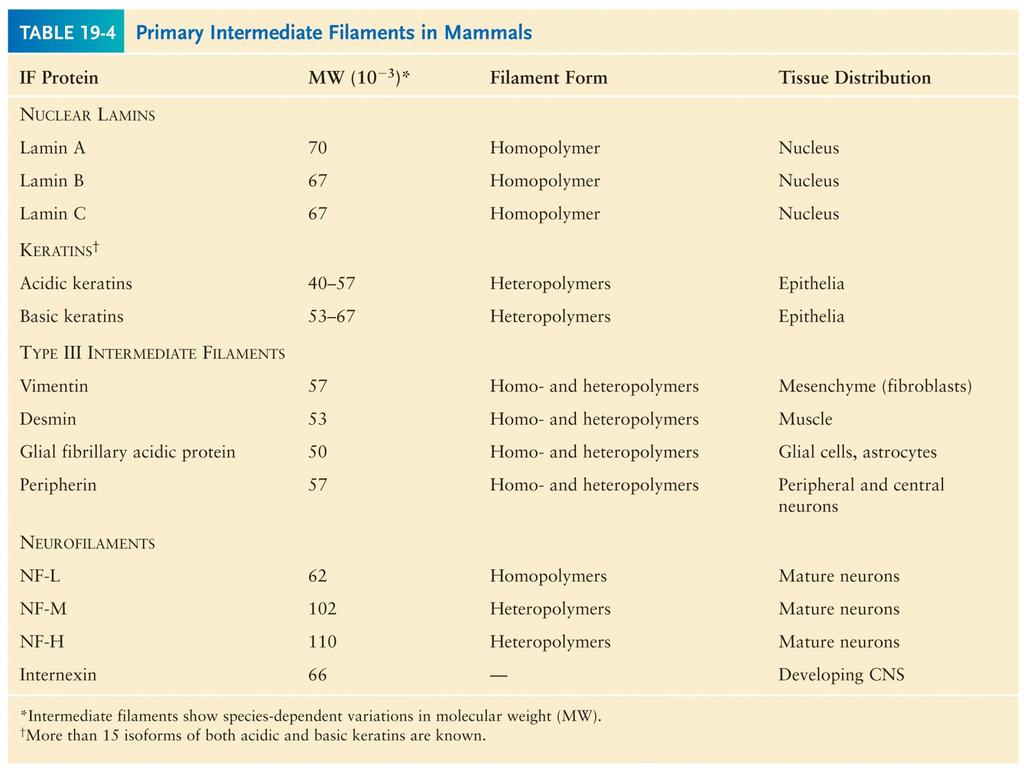 Mais de 50 tipos diferentes de proteínas que compoem os filamentos intermediários tem sido