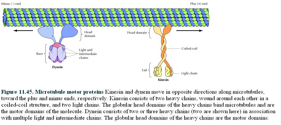 Proteínas motoras Kinesin uma proteína motora que se move ao longo de microtubulos em