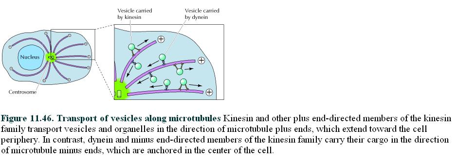 microtubulos em direção a extremidade menos (-) (-) (+) Transporte de vesículas ao longo