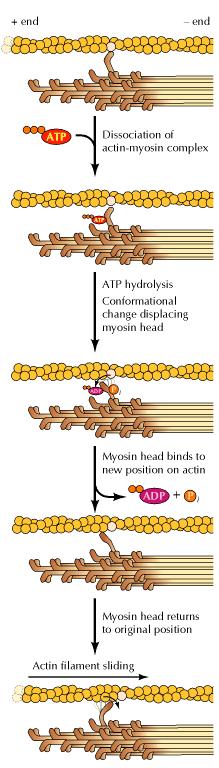 Modelo de ação da miosina - A cabeça da molécula de miosina liga filamentos de actina, - Hidrólise do ATP providencia energia para o deslizamento sobre o filamento de actina.