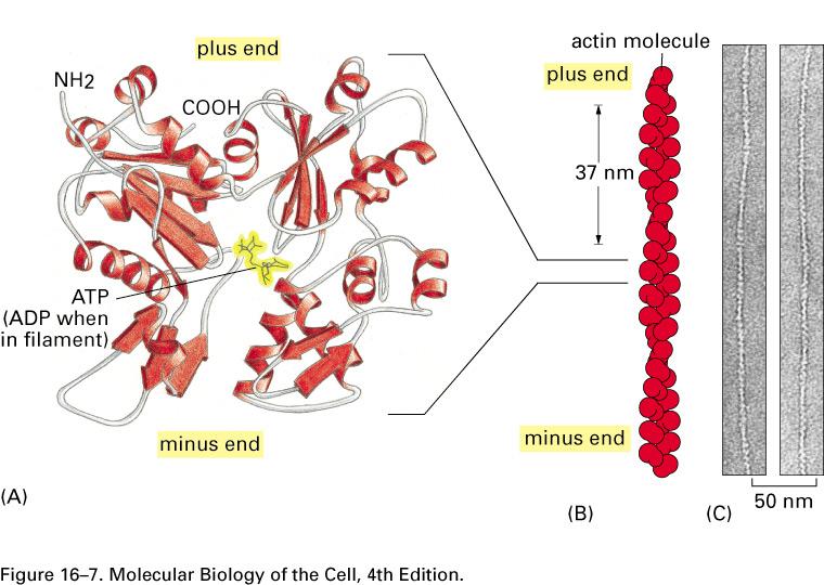 Actina 43 kda (375 aminoácidos) Monômero - actina G (globular) Microfilamento - actina F Polimerização e estrutura dos filamentos de actina Actina