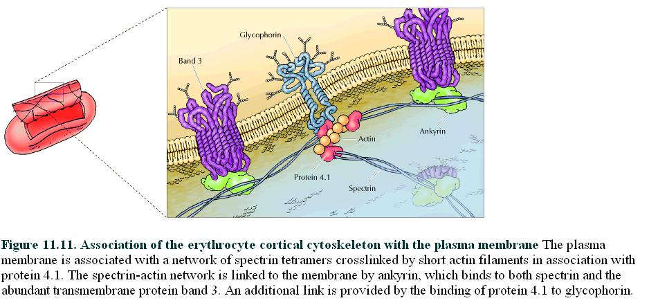 Associação de filamentos de actina com a membrana plasmática Eritrócitos ou hemáceas são particularmente importante para o