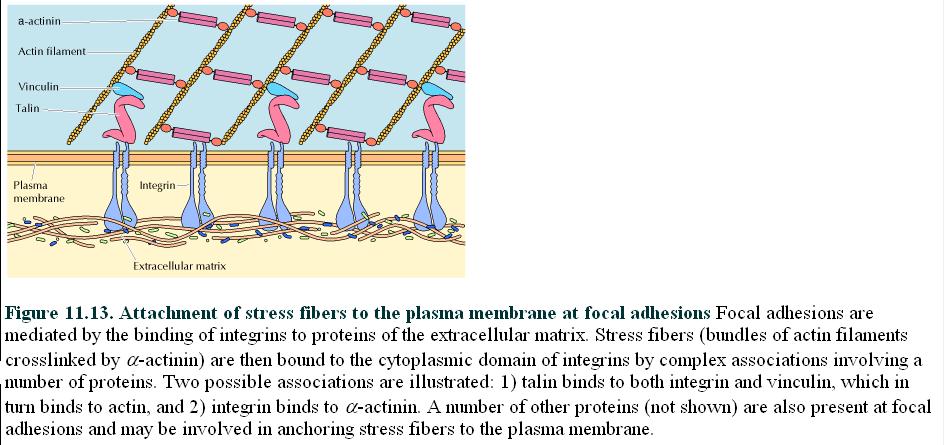 JUNÇÕES ADERENTES Fibras de actina ligadas a membrana plasmática nos pontos de adesão focal exemplo
