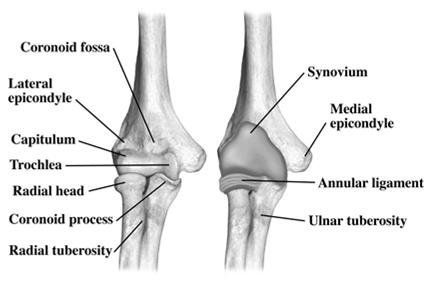 Componentes Úmero Rádio Ulna 1.