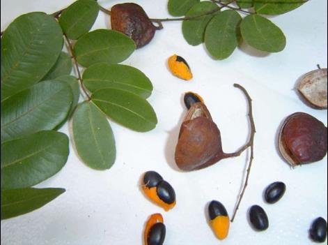 COPAÍBA (Copaifera langsdorffii) O óleo de copaíba, extraído