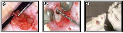FIGURA 2 A Procedimento de ovariectomia. B- Defeito ósseo cirúrgico. C - Gavagem anatômica foi colocada no sensor com o defeito ósseo ocupando a porção central deste.