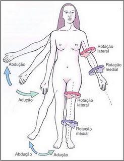 DESCRIÇÃO DOS MOVIMENTOS Rotação medial (interna): superfície anterior do segmento move-se em