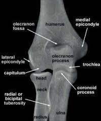 As articulações são mantidas por fortes ligamentos colaterais.