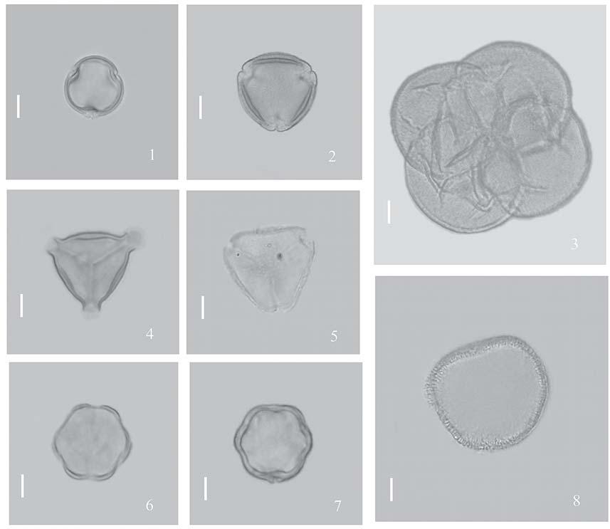 168 Ribeiro, Rêgo & Machado: Cargas polínicas de abelhas polinizadoras de Byrsonima chrysophylla Kunth.... da floração, grãos de Cuphea tenella foram novamente isolados ocasionais (Tab. 2).