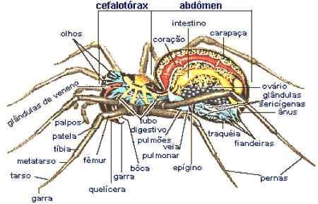 3) Apresentam cinco pares de patas ou mais.