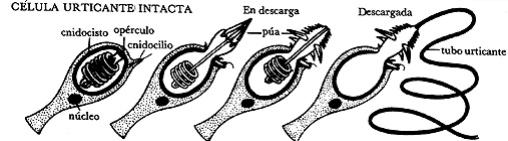 Outras características 1) São animais marinhos e de água doce. 2) O coral, a anêmona, a água-viva, a caravela, a hidra, são um dos seus representantes.