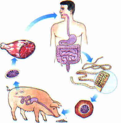 Veja o esquema abaixo: Cisticercose Cisticercose é uma doença adquirida através da ingestão de alimentos e água contaminados com os ovos do verme.