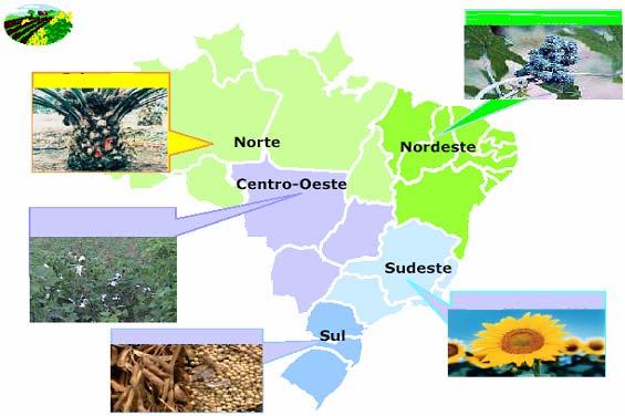 BIODIESEL: ZONEAMENTO AGROECOLÓGICO POTENCIAL BABAÇU-MAMONA-PALMA DENDÊ