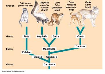 Mapeamento Atribuir uma Instância a uma classe.