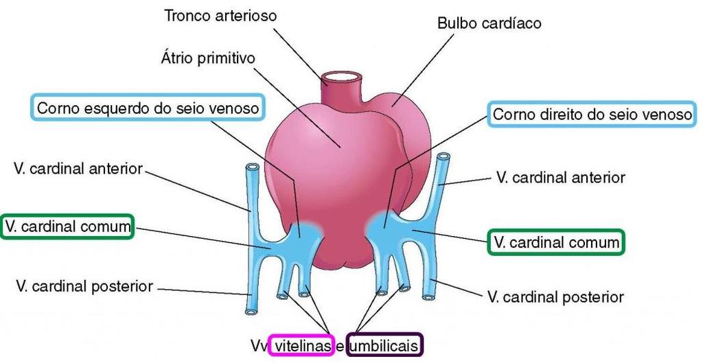 FORMAÇÃO DAS VEIAS Veias umbilicais esquerda e direita =