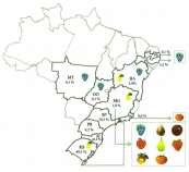Introdução: Dentre as frutas de clima temperado e subtropical, destaca-se a produção de: Uvas de mesa e viníferas (82.580 ha); Maçãs (38.205 ha); Pêssegos, Ameixas e Nectarinas (19.043 ha); Caqui (8.