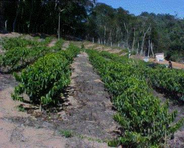 Experimental do DEA/UFV) Água limpa +