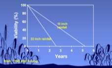 Viabilidade (%) 3/15/2012 Longevidade de Aegilops cylindrica no solo em função do regime de chuvas