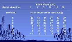 tempo de enterrio das sementes sobre a longevidade das sementes