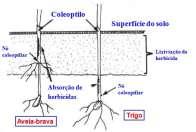 - Raízes gemíferas (Xilopódio) 2.5. Emergência das plântulas -raízes longas e horizontais com gemas Ex. leiteiro e assa-peixe - Caules -Rebrota à partir de caule recortado -Perenes simples Ex.