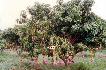 Crescimento e Rendimento de Quatro Cultivares