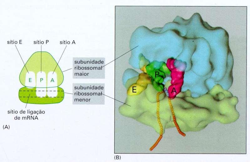 Sítios de ligação do RNA no ribossomo exit Peptidil-RNAt Aminoacil-RNAt Sítio A (aminoacil): liga o trna que chega ao