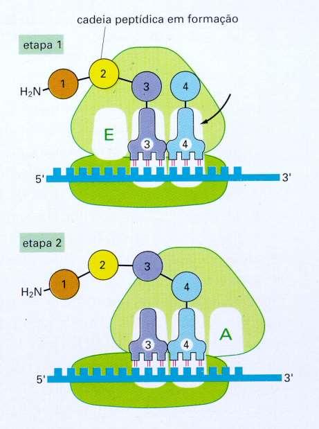 DO DNA À PROTEÍNA Peptidil transferase